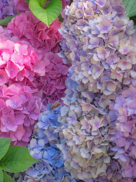 Verschwommene bunte Hortensien, Hortensien in voller Blüte, Postkarte, Nahaufnahme, Hallo Frühlingskonzept — Stockfoto