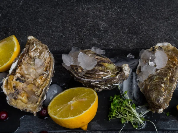 Verse oesters in steenleisteen met ijs, veenbessen, citroenschijfjes, delicatessen duur voedsel, rijk aan zink, antioxidanten, vitamine — Stockfoto