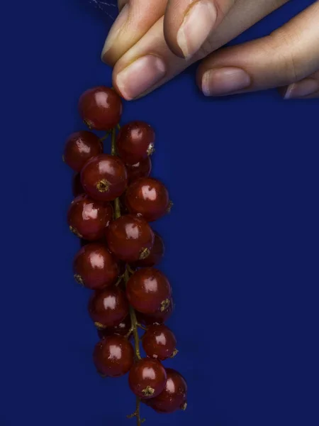 woman hand holding bunch of ripe red currant ,rich in vitamin A C E, Healthy food. Summer berries on trendy blue background