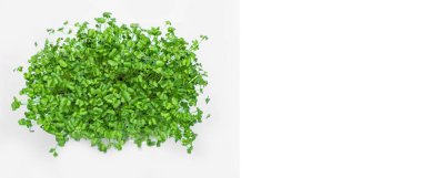 Ekolojik gıda temizlik. Microgreen plastik kutulara, sağlık gıda kavramı