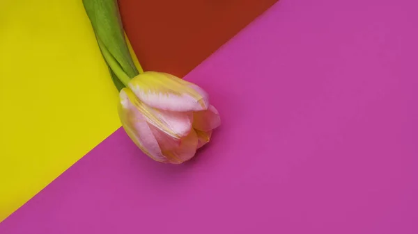 Eine Tulpe auf mehrfarbigem Hintergrund. Minimalismus — Stockfoto