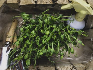 Çiğ bezelye mikroyeşil filizleri, tırmık olarak bahçıvanlık seti, atomizer. Çiftçilik kavramı. Sebze ve mikroyeşil. Sağlıklı beslenme, kapat.