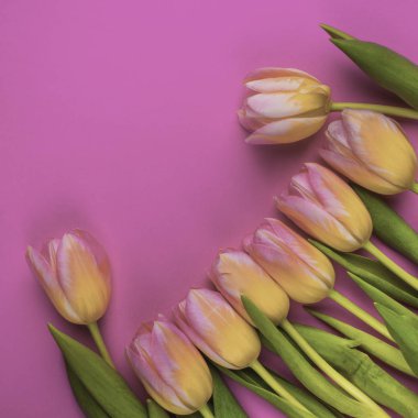 Menekşe pembe arka planda çok renkli laleler. Mesajlarınız için yer var. Bahar tatili tebrik kartı konsepti.