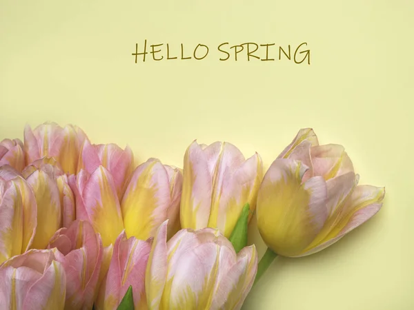 Fresco Hermosos Tulipanes Multicolores Sobre Fondo Amarillo — Foto de Stock
