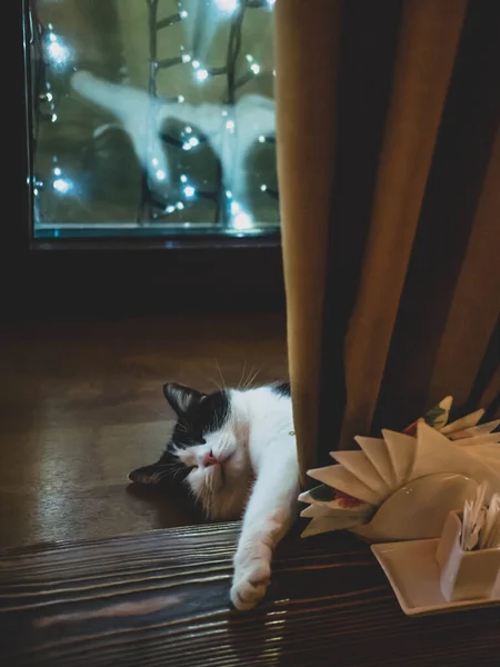 Tabby Weiße Und Schwarze Schöne Katze Schläft Auf Fensterbank — Stockfoto
