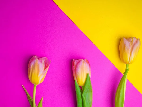 Fresh Beautiful multi color tulips on yellow and pink background, copy space, spring holiday greeting card concept, selective focus