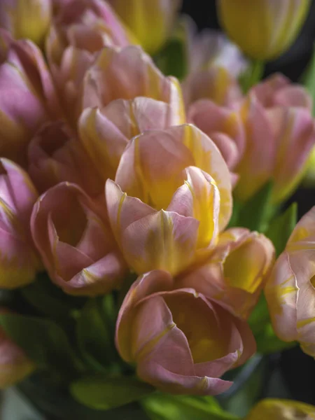 黄色とピンクの色の美しい花チューリップ春休みのコンセプト — ストック写真