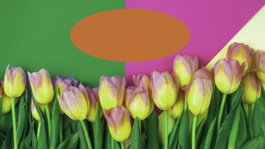 Menekşe pembe ve mavi arkaplanda çok renkli laleler bahar tatili tebrik kartı konsepti, Anneler Günü için hediye kartı, 8 Mart, Paskalya