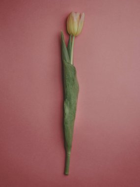 Pembe arka planda güzel sarı bir lale. Düz yerde, üst tarafta. Bahar tatili kartı. Sevgililer Günü arkaplanı