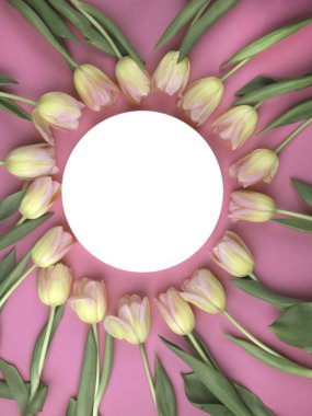 Pembe kaplamalı bahar laleleri çerçevesi, mor arka plan. Üst görünüm, düz görünüm, kopyalama alanı otlama, 8 Mart, Paskalya konsepti