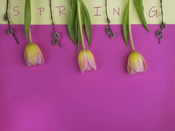 Красивые Тюльпаны Киска Ивы Розовом Желтом Фоне Праздничная Пасха Весенний — стоковое фото