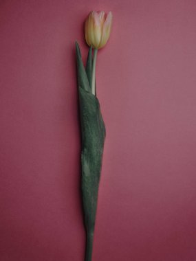 Pembe arka planda güzel sarı bir lale. Düz yerde, üst tarafta. Bahar tatili kartı. Sevgililer Günü arkaplanı