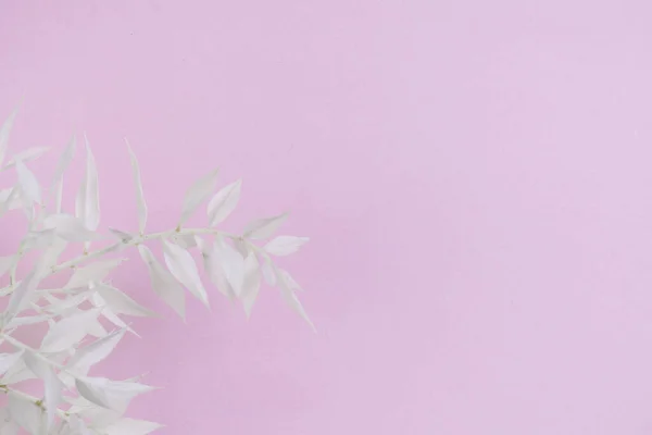 Färsk Vit Gren Blommar Pastell Rosa Bakgrund Mjuk Ljus Färg — Stockfoto
