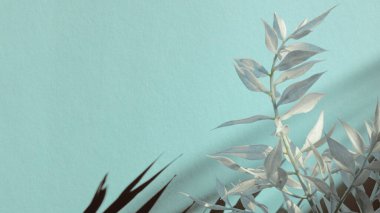 Pastel mavi arka planda beyaz bir dal, son moda gölge. Mesaj atmak ve selamlamak için uygun bir yer. Bahar tatili konsepti. Mutlu Kadınlar Günü, Düğün, Anneler Günü, Paskalya, Sevgililer Günü
