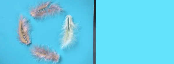 Frame Pastel Color Fluffy Feathers Blue Background Flat Lay Copy — Stock Photo, Image