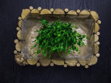 Ahşap kutuda çiğ bezelye mikroyeşil filizleri. Çiftçilik kavramı. Sebze ve mikroyeşil. Sağlıklı beslenme, kapat.