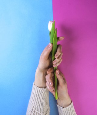 Bir lale pembe ve mavi arka planda güzel manikürlü kadınların elinde, fotokopi alanı, düz yatak, yukarıda.