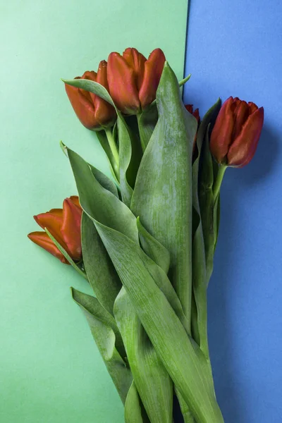 Gyönyörű Piros Tulipán Virág Elrendezése Sokszínű Zöld Kék Háttér Ünnepi — Stock Fotó