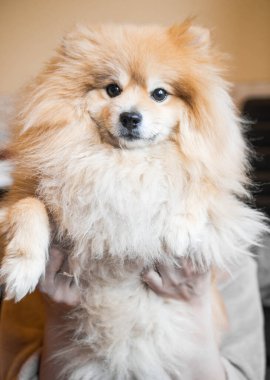 Güzel Spitz köpek arkaplanı, kapat.