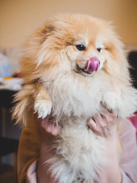 美しいSpitz犬の背景 柔らかい焦点 クローズアップ — ストック写真