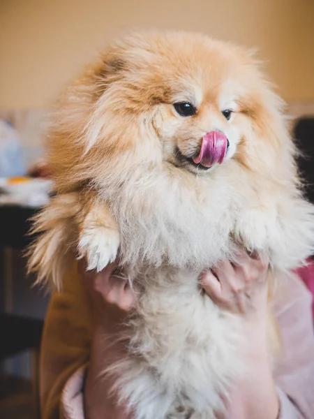 Hermoso Spitz Perro Fondo Enfoque Suave Cerca — Foto de Stock