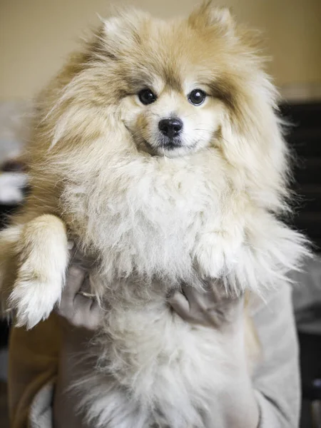 Krásný Spitz Pes Pozadí Zblízka — Stock fotografie