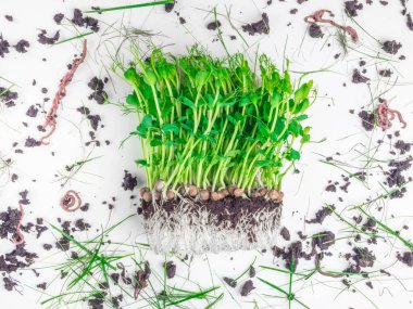 Çiğ bezelye filizi mikroyeşil toprak ve solucanlar, bahçıvanlık ve tarım kavramı. Sebze ve mikroyeşil. Sağlıklı beslenme