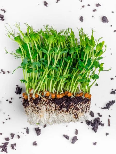 Syrové Výhonky Hrachu Mikrozeleně Půdou Červy Zahradničení Zemědělská Koncepce Zelenina — Stock fotografie