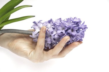 Manikürlü güzel bir kadın eli beyaz arka planda taze bir sümbül çiçeği tutar. Yan görüş. 8 Mart bayram kartı. Spa ve kadınların tema konsepti boşluğu kopyalamak. Yatay yönelim.