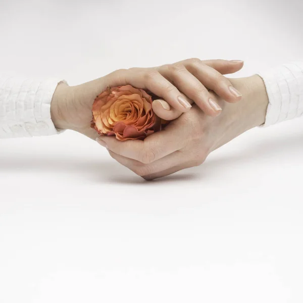 orange rose in women hands with manicure on white background