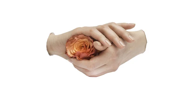 Оранжевая Роза Руках Женщин Маникюром Белом Фоне — стоковое фото