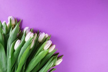 Pembe bahar arka planında, fotokopi alanı olan güzel pembe laleler.