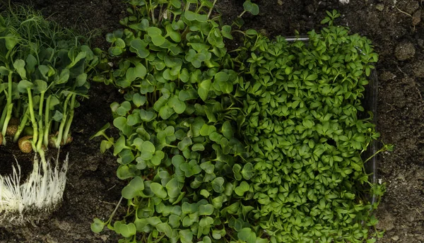 Segar Kecambah Sayuran Microgreen Sehat Makan Konsep Selektif Fokus — Stok Foto