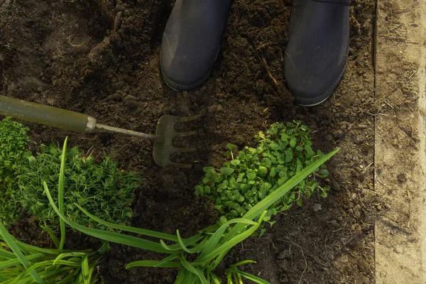Mudas Microgreens Solo Com Botas Borracha Jardinagem Enxada Conceito Alimentação — Fotografia de Stock