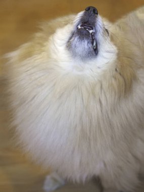 Güzel küçük Spitz köpek arka planı, yakın plan, seçici odaklanma