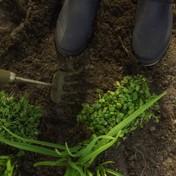 Mudas Microgreens Solo Com Botas Borracha Jardinagem Enxada Conceito Alimentação — Fotografia de Stock