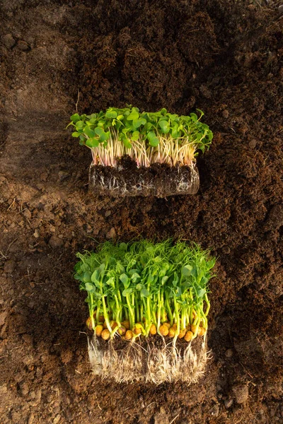 Segar Kecambah Sayuran Microgreen Darat Sehat Makan Konsep Fokus Selektif — Stok Foto