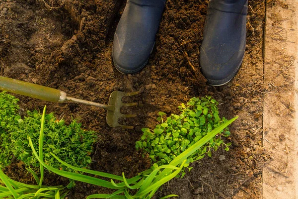 Mudas Microgreens Solo Com Botas Borracha Jardinagem Enxada Conceito Alimentação — Fotografia de Stock