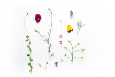 Beyaz arka planda bitki yaprağı ve çiçek, doğal bitkisel tıp, homeopatik konsept