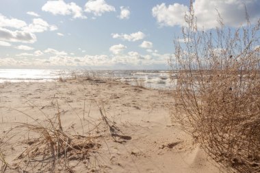Sarı kumlu güzel sahil manzarası, kumlu uzun otlar ve mavi gökyüzü ve deniz. Doğa arkaplanı