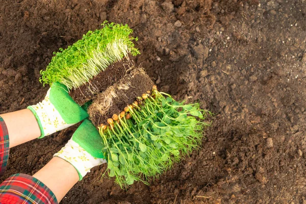 Groene Microgreens Spruiten Jonge Vrouwen Handen Met Grond Voorjaar Landbouw — Stockfoto