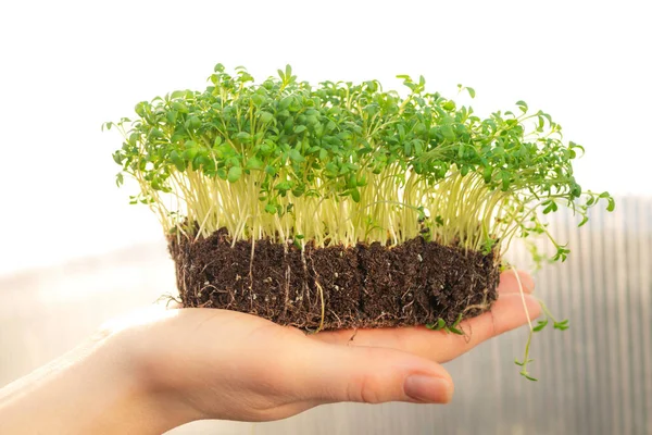 緑のマイクログリーンは若い女性の手に土と芽を出します 春の農業と植栽の概念 選択的な焦点 — ストック写真