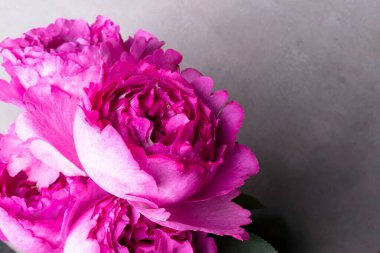 Pion şeklinde güller, gri arka planda izole edilmiş bir buket pion şeklinde gül, pembe pion şeklinde güller. Sevgililer Günü ve 8 Mart için hediye. Güller