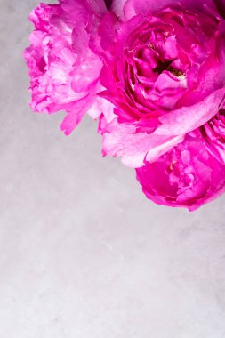 Gri arka planda izole edilmiş, dışkı şeklinde güller seçici bir odak noktası. Pembe pion şeklinde güller. Sevgililer günü ve 8 Mart için çiçekler, kopyalama alanı