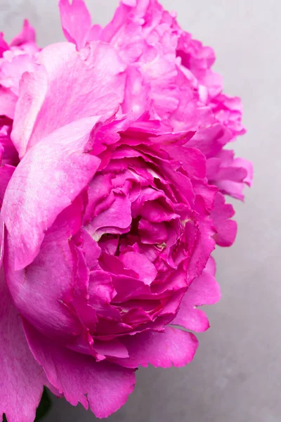 ピオン状のバラ 灰色の背景に孤立したピオン状のバラの花束 ピンクのピオン状のバラ バレンタインデーと3月8日への贈り物 — ストック写真