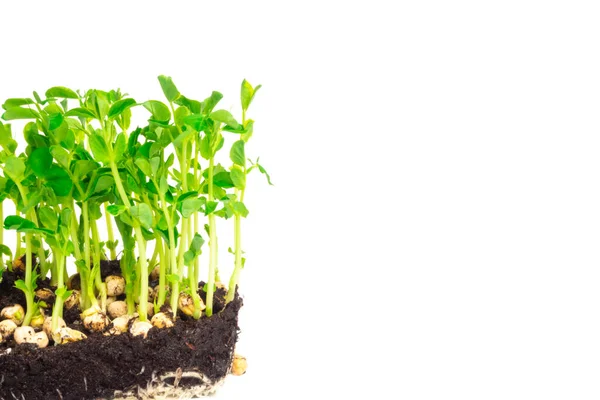 Сад Быстро Растущих Зеленый Горох Микро Ростки Богатые Антиоксидантами Витамины — стоковое фото
