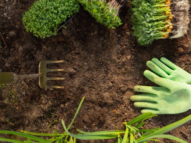 Toprakta yeşil eldiven, çapa ve sağlıklı organik gıda kavramı olan mikroyeşil tohumlar.
