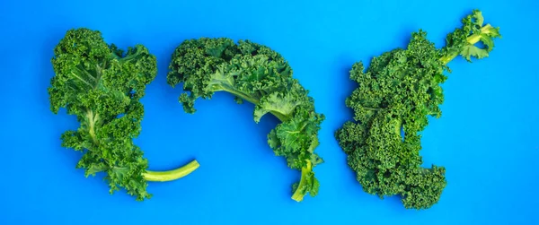 Frischer Bund Lockiger Grünkohlblätter Auf Blauem Hintergrund Gesunde Vegetarische Kost — Stockfoto