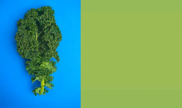 Friss Csokor Organikus Göndör Kelkáposztalevél Kék Zöld Alapon Egészséges Organikus — Stock Fotó
