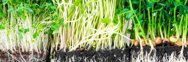 Tumbuh Mikrohijau Tumbuh Pada Latar Belakang Putih Berbagai Macam Tunas — Stok Foto